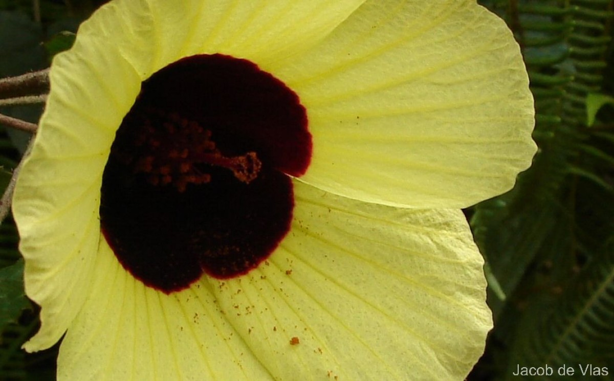 Hibiscus hispidissimus Griff.